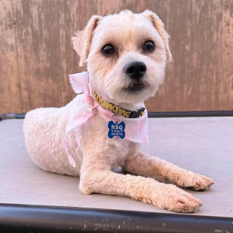 A young small-sized female Shih Tzu dog named Coco for adoption in St. George, UT