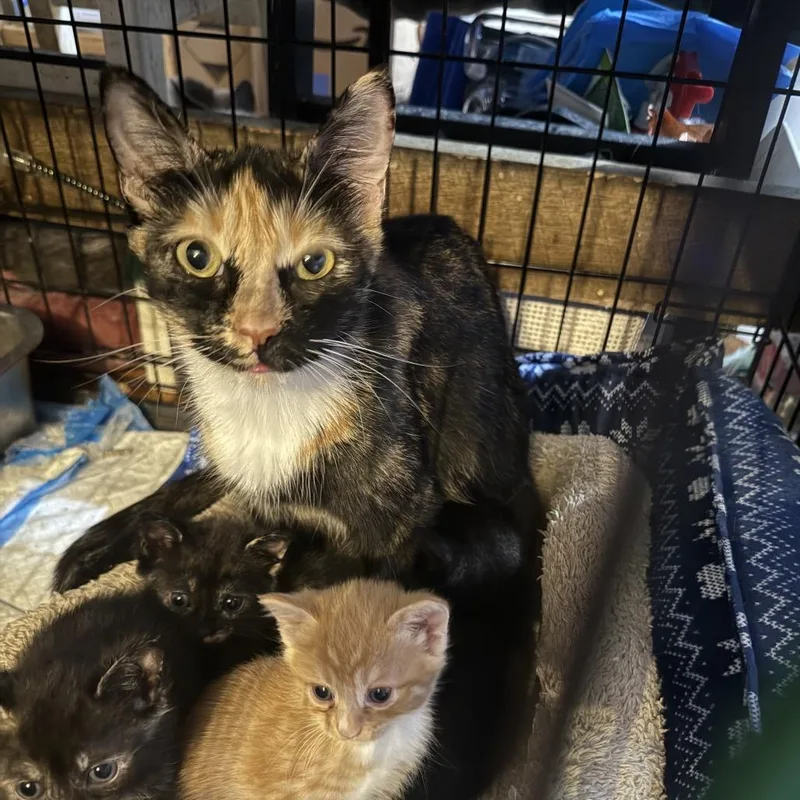 An adult small-sized female Tortoiseshell Domestic Short Hair cat named Matilda for adoption in Woodbridge, VA