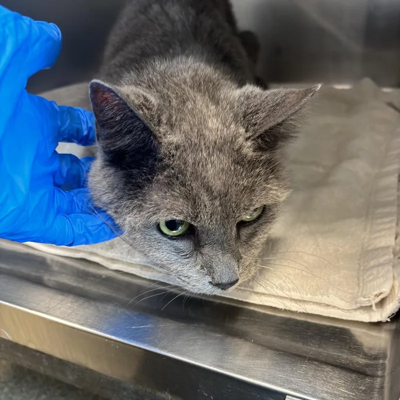 A senior medium-sized male Gray / Blue / Silver Domestic Short Hair cat named Eustace Bagge for adoption in Council Bluffs, IA