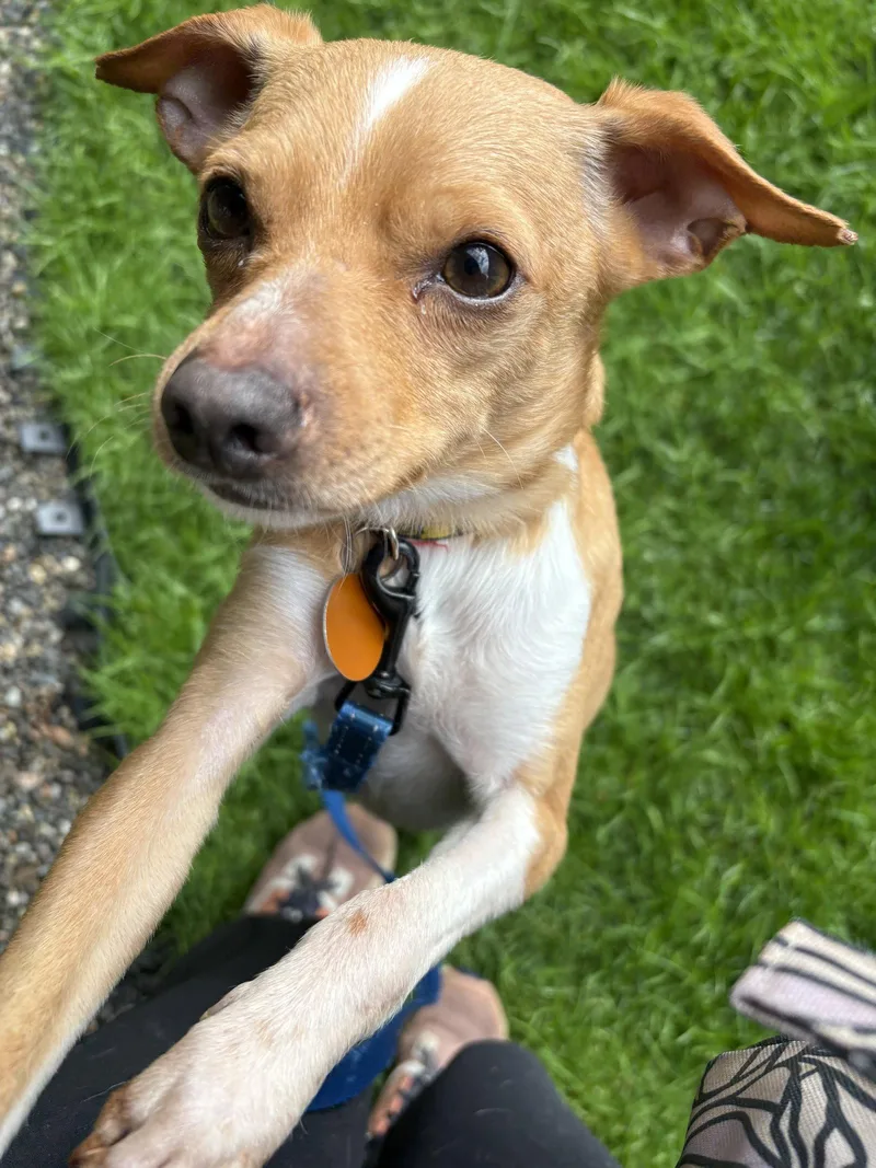 An adult small-sized male Chihuahua dog named Jagger for adoption in Seattle, WA