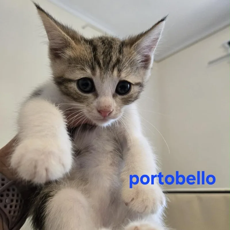 Portobello thumbnail 2