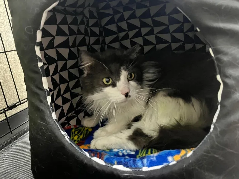An adult large-sized male Domestic Long Hair cat named Thor for adoption in Shorewood, IL