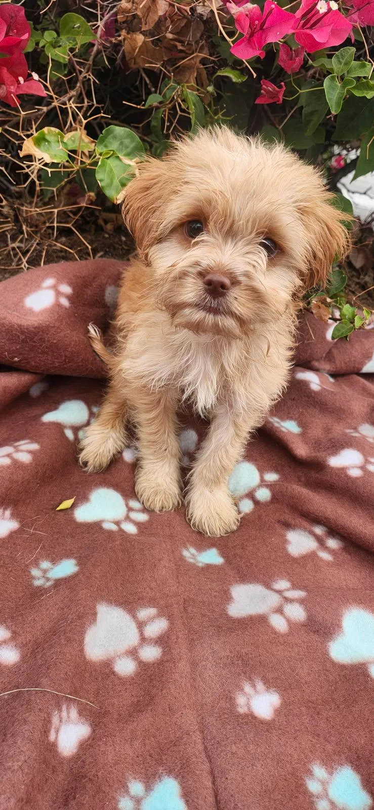 A young small-sized male Yellow / Tan / Blond / Fawn Goldendoodle dog named Crouton for adoption in Torrance, CA