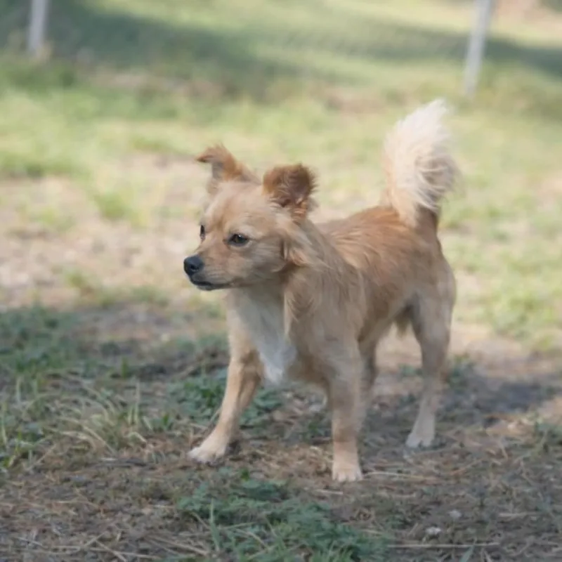 A young small-sized male Chihuahua dog named Churro for adoption in Hardeeville, SC