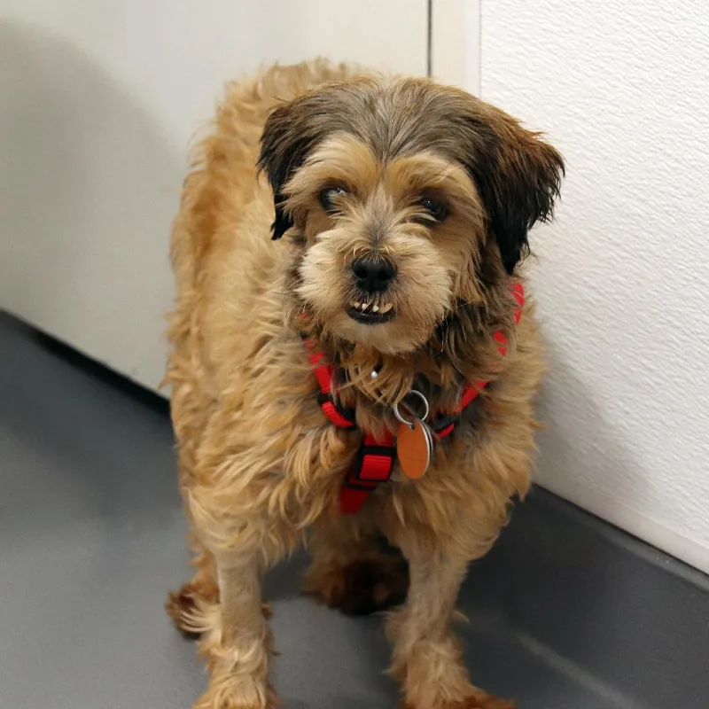 A senior small-sized female Mixed Breed dog named Reba for adoption in Port Washington, NY