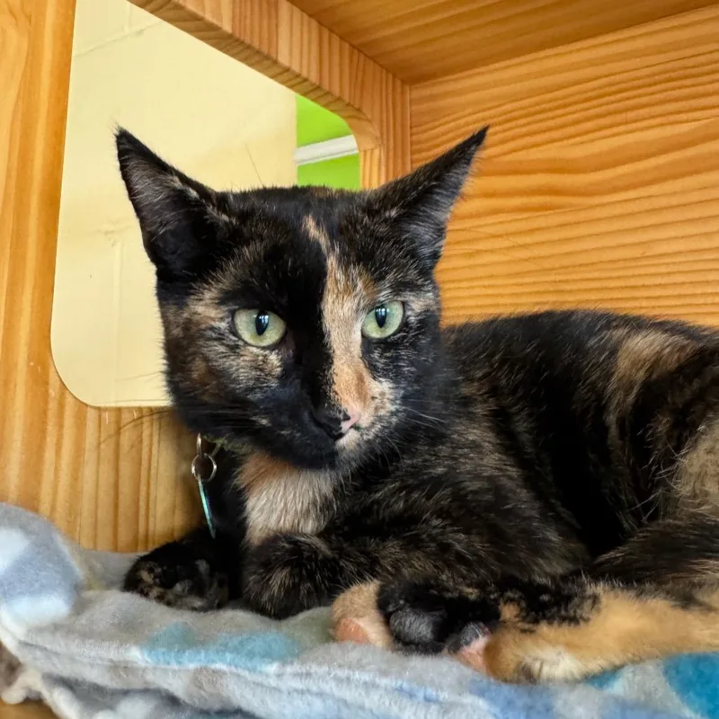 An adult small-sized female Tortoiseshell Domestic Short Hair cat named Kiki for adoption in Waukesha, WI
