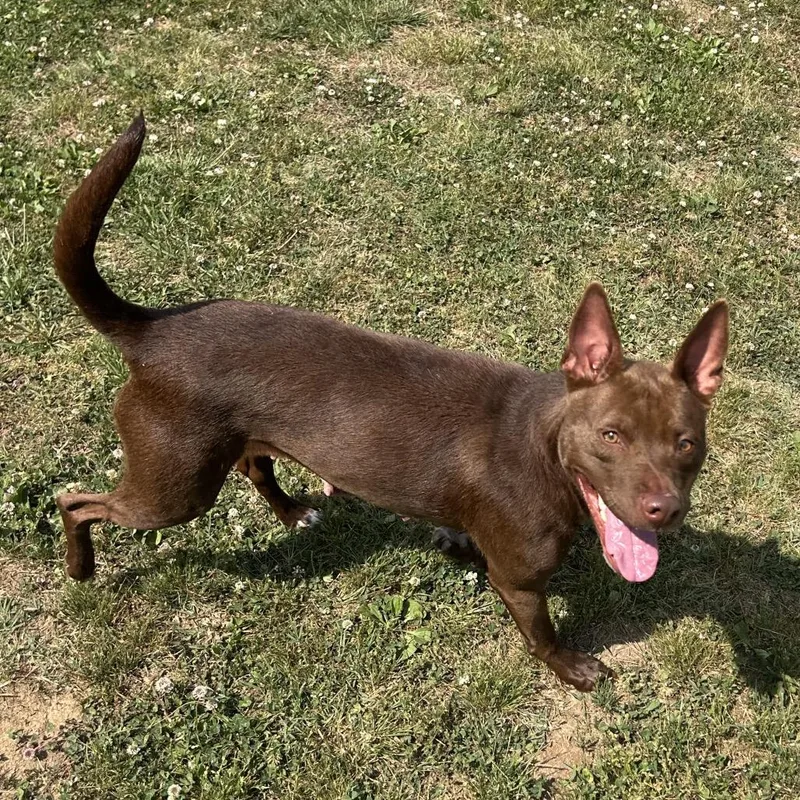 An adult medium-sized female Brown / Chocolate Mixed Breed dog named Lulu for adoption in Chattanooga, TN