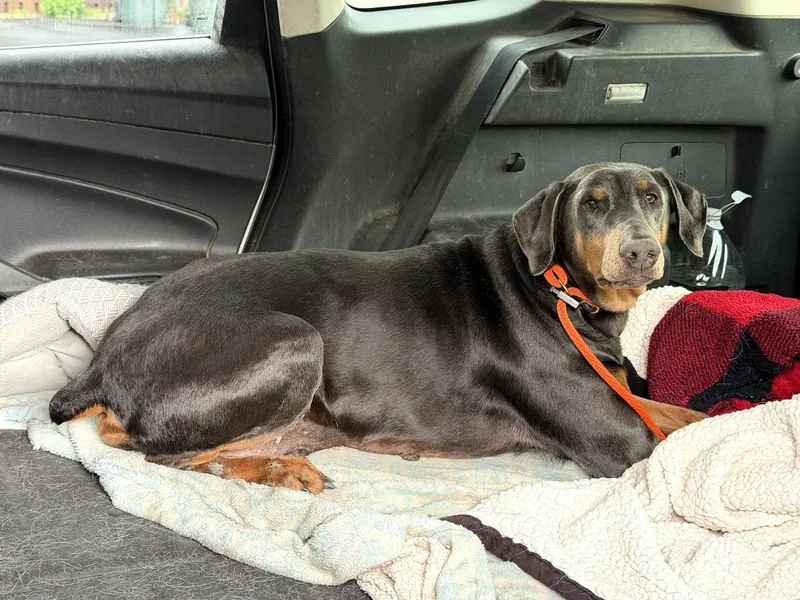 An adult large-sized female Doberman Pinscher dog named Diana for adoption in Buffalo, MN