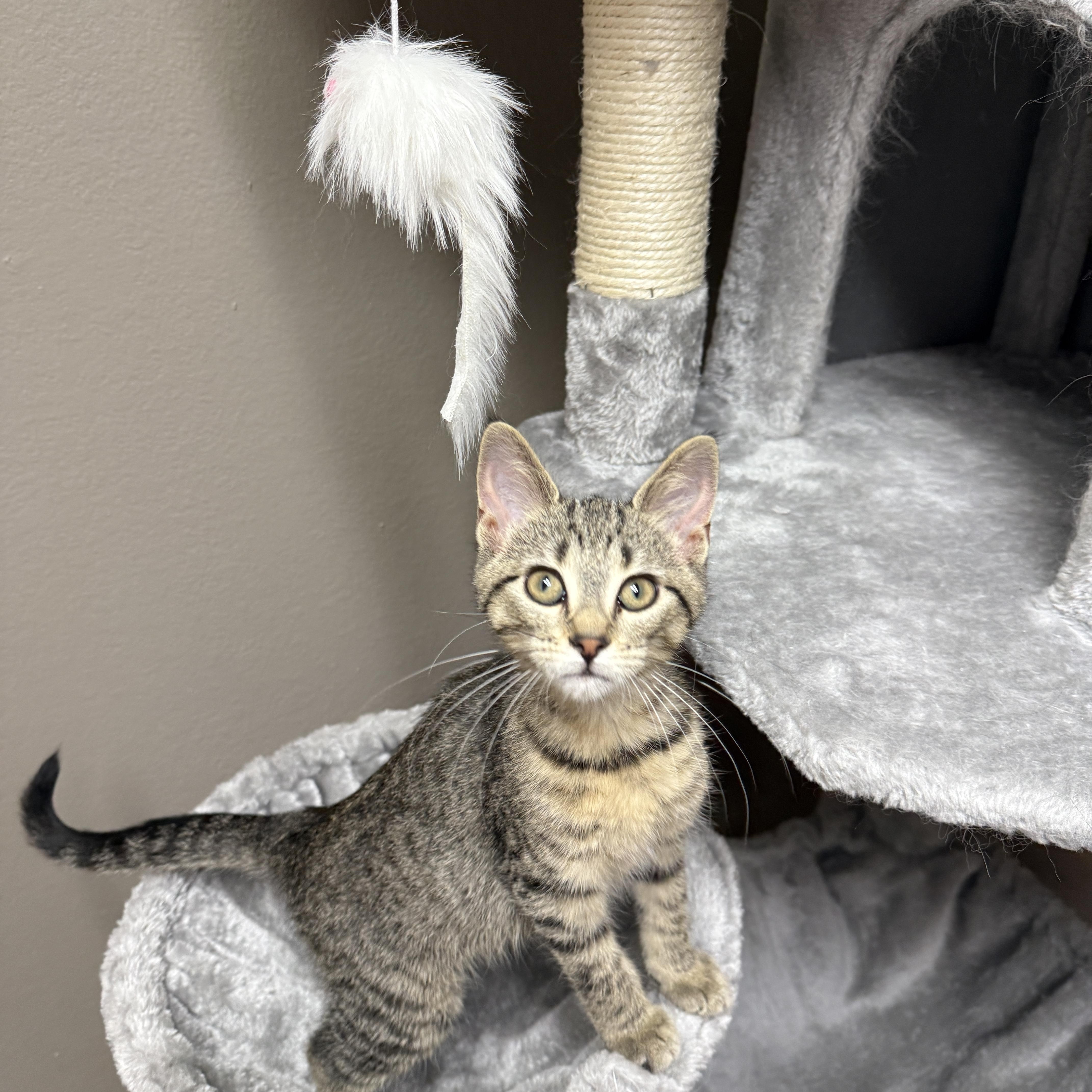 A baby small-sized female Tabby (Brown / Chocolate) Domestic Short Hair cat named TicTacToe for adoption in Oconto, WI