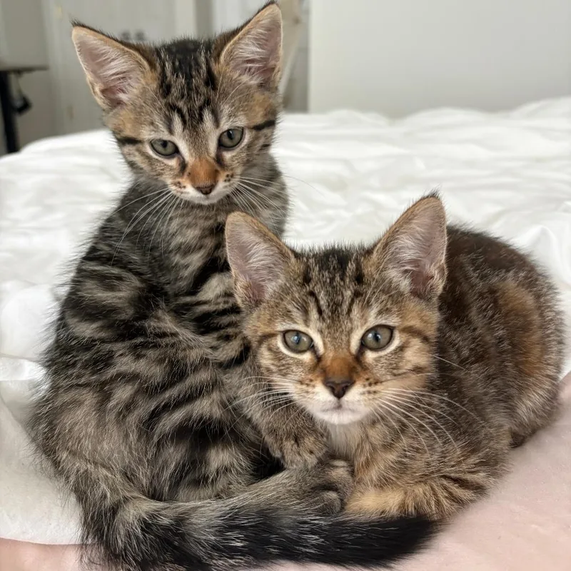 A baby medium-sized female Torbie Domestic Short Hair cat named Boot for adoption in Chicago, IL