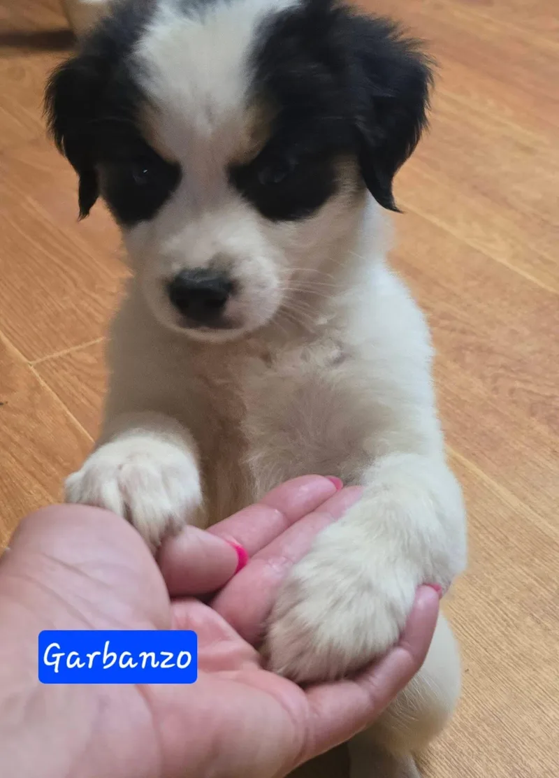 Garbanzo thumbnail 5