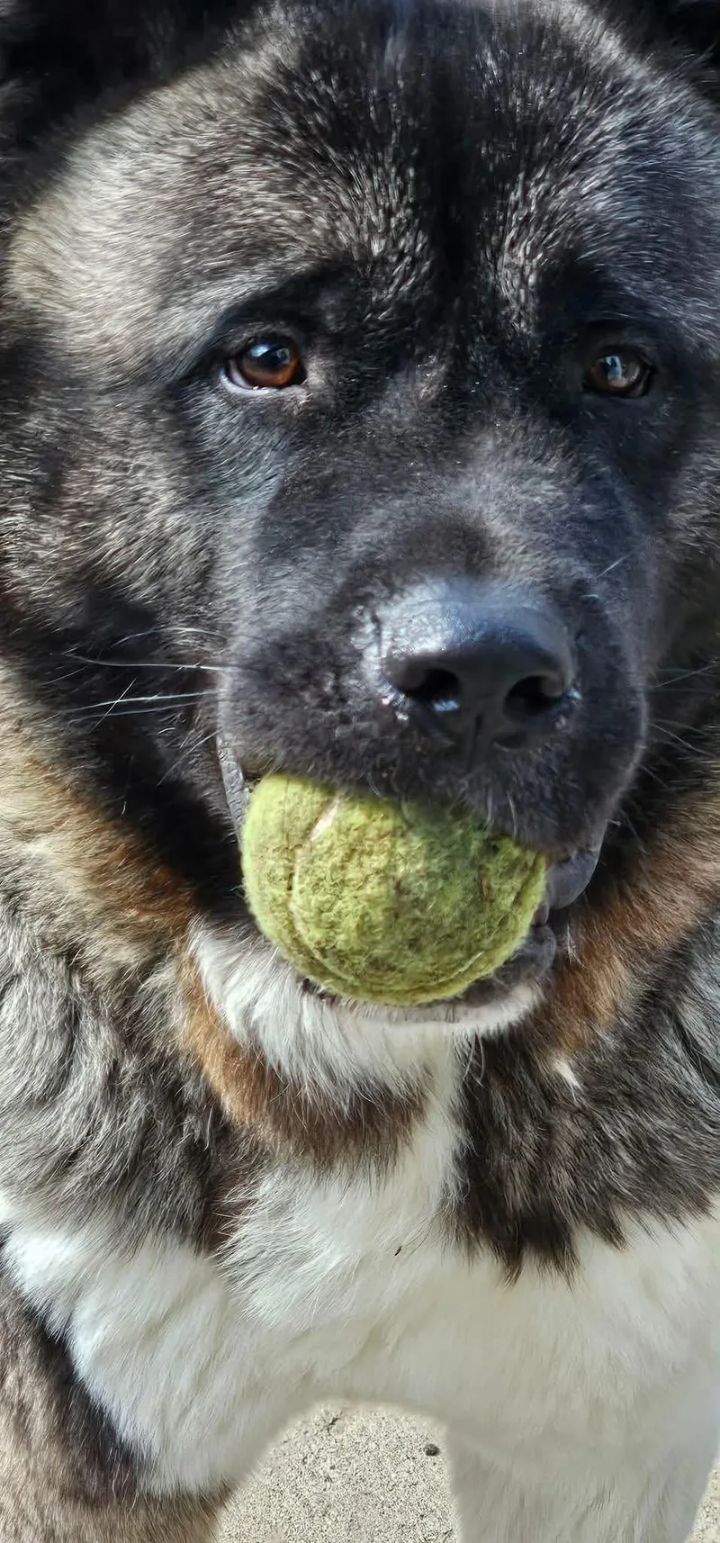 An adult extra large-sized male Akita dog named Sherman for adoption in Chicago, IL