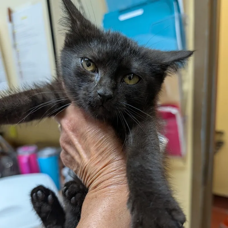 A baby small-sized female Black Domestic Short Hair cat named Ivy for adoption in New York, NY