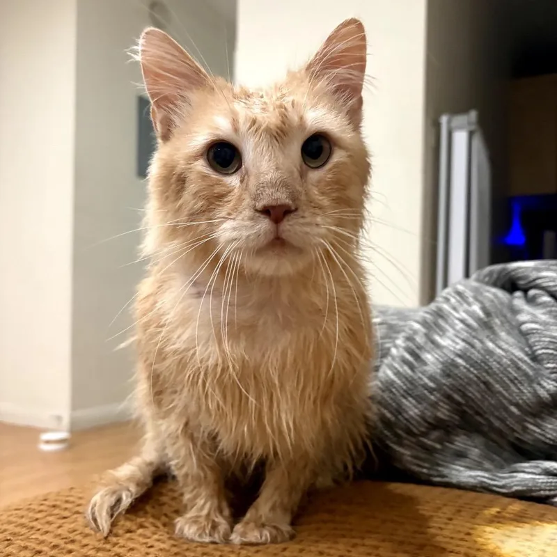 An adult small-sized male Orange / Red Domestic Long Hair cat named Dennis for adoption in Long Beach, CA