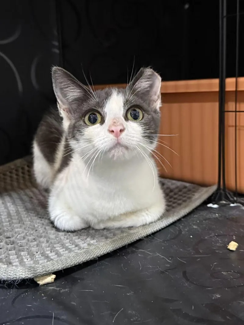 A baby small-sized female Black & White / Tuxedo Domestic Short Hair cat named Autumn for adoption in Flushing, NY