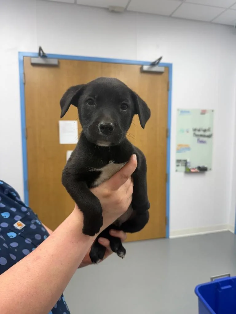 A baby small-sized male Labrador Retriever dog named Vader for adoption in Hartsville, SC