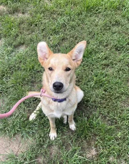 A young medium-sized female Yellow / Tan / Blond / Fawn Shepherd dog named Maisy for adoption in Lafayette, IN