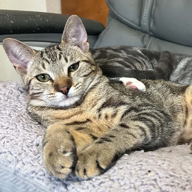 A young medium-sized female Tabby (Buff / Tan / Fawn) Domestic Short Hair cat named Daria for adoption in Grants Pass, OR