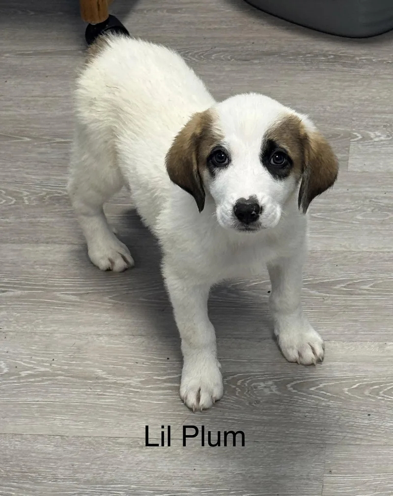 A baby large-sized female White / Cream Coonhound dog named Lil Plum for adoption in Ulster, PA