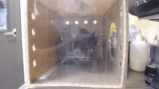 A young small-sized female Domestic Short Hair cat named Zuzu for adoption in Denver, CO