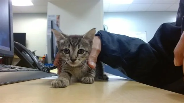 A baby small-sized female Domestic Short Hair cat named Winny for adoption in Miami, FL