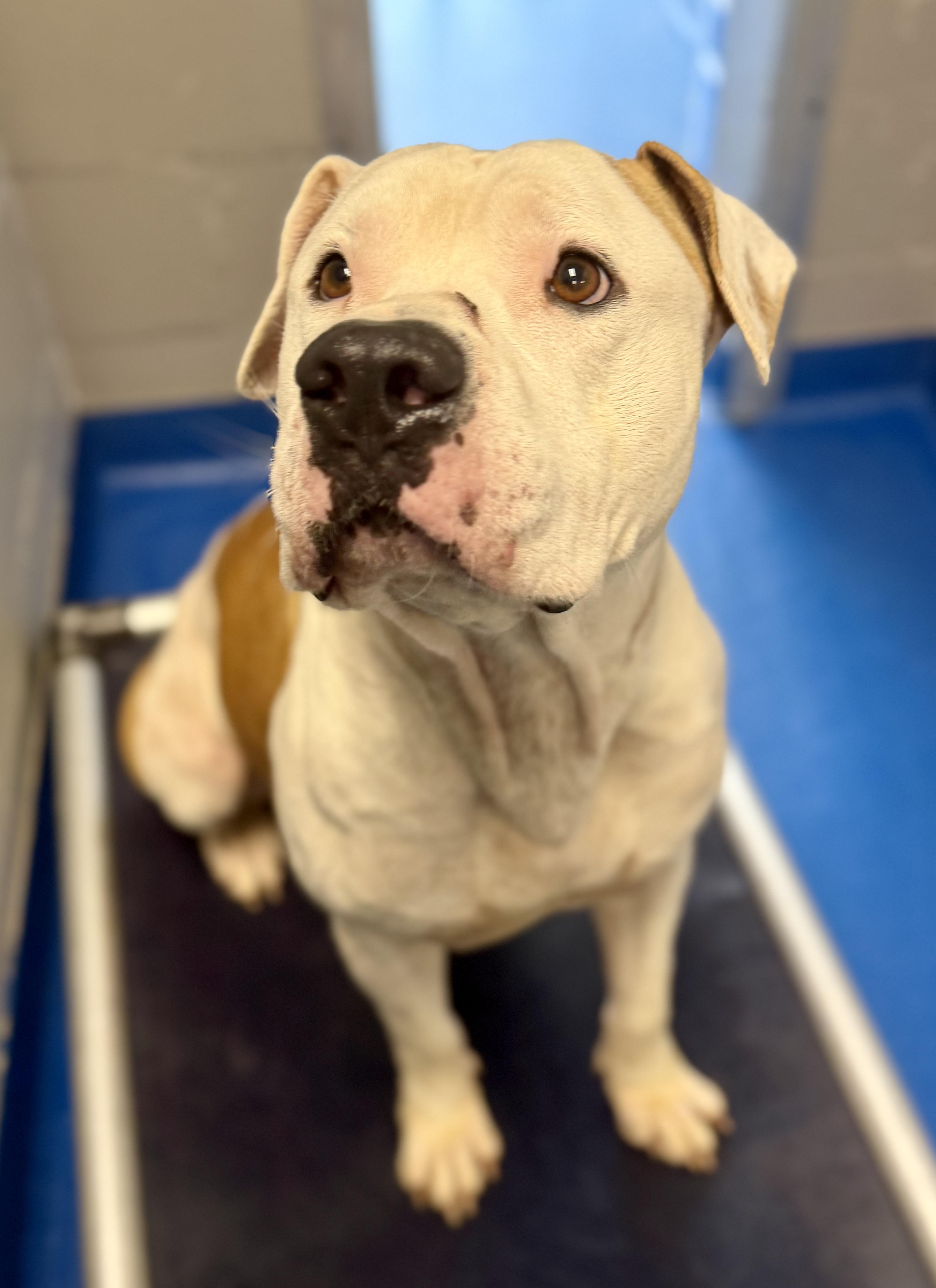 An adult large-sized male American Bulldog dog named Pork Chop for adoption in Lancaster, SC