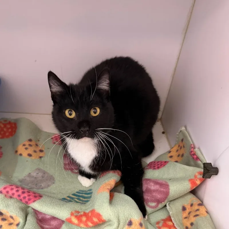 An adult medium-sized male Black Domestic Short Hair cat named Enigma for adoption in Kanab, UT