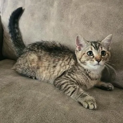 A baby medium-sized female Tabby (Buff / Tan / Fawn) Domestic Medium Hair cat named Betsy for adoption in Reading, PA