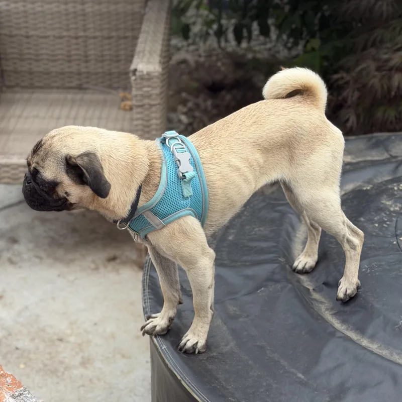 Mr. Velcro Stitch
