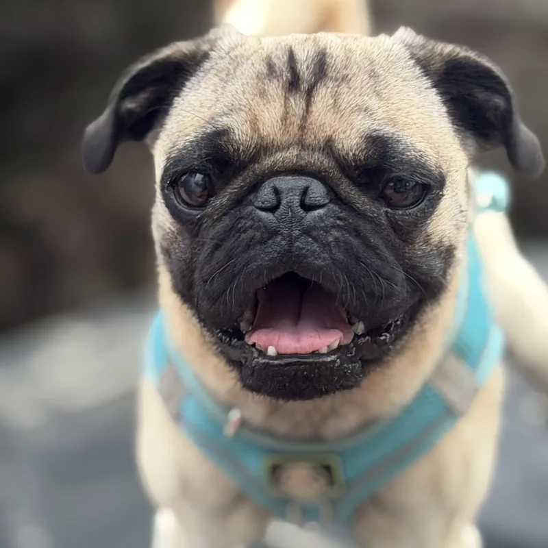 Mr. Velcro Stitch thumbnail 2