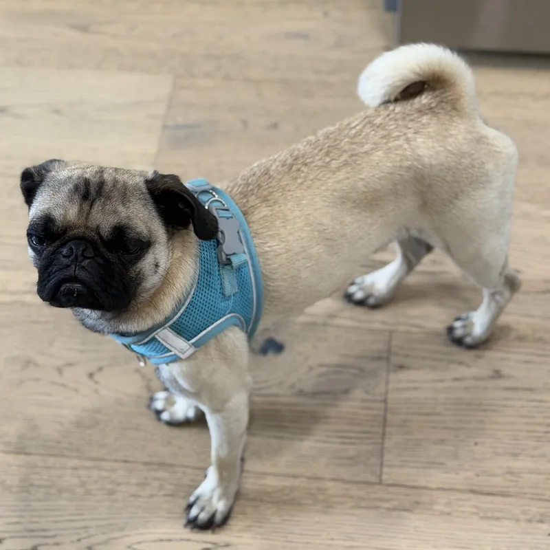 Mr. Velcro Stitch thumbnail 3