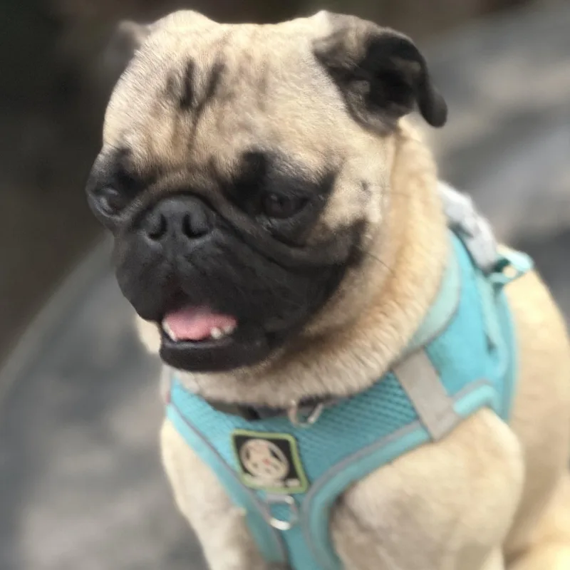 Mr. Velcro Stitch thumbnail 4