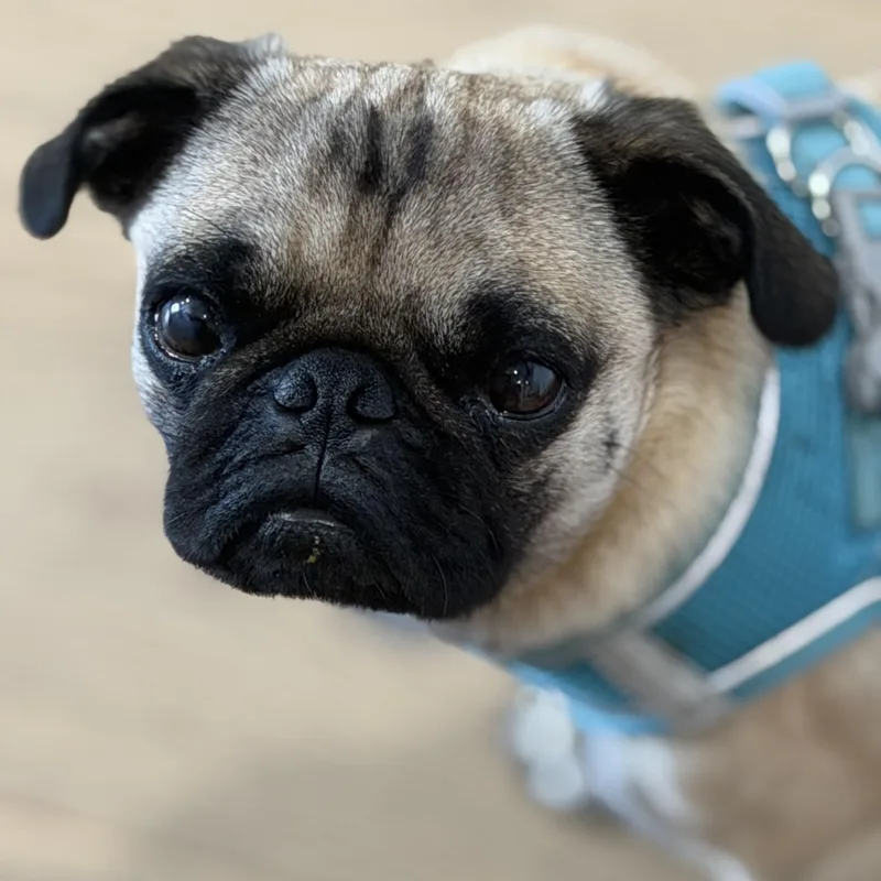 Mr. Velcro Stitch thumbnail 5