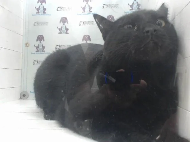 A young small-sized male Domestic Short Hair cat named Buddy for adoption in Orlando, FL