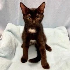A baby medium-sized female Black Domestic Short Hair cat named Sociable for adoption in Green Valley, AZ