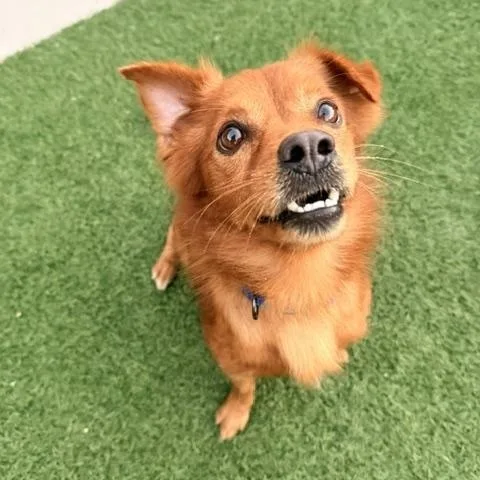 A young small-sized male Chihuahua dog named Jay for adoption in Redondo Beach, CA