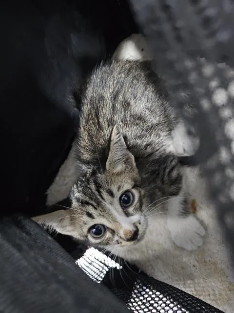 A baby medium-sized male Domestic Short Hair cat named Celery for adoption in Dallas, TX