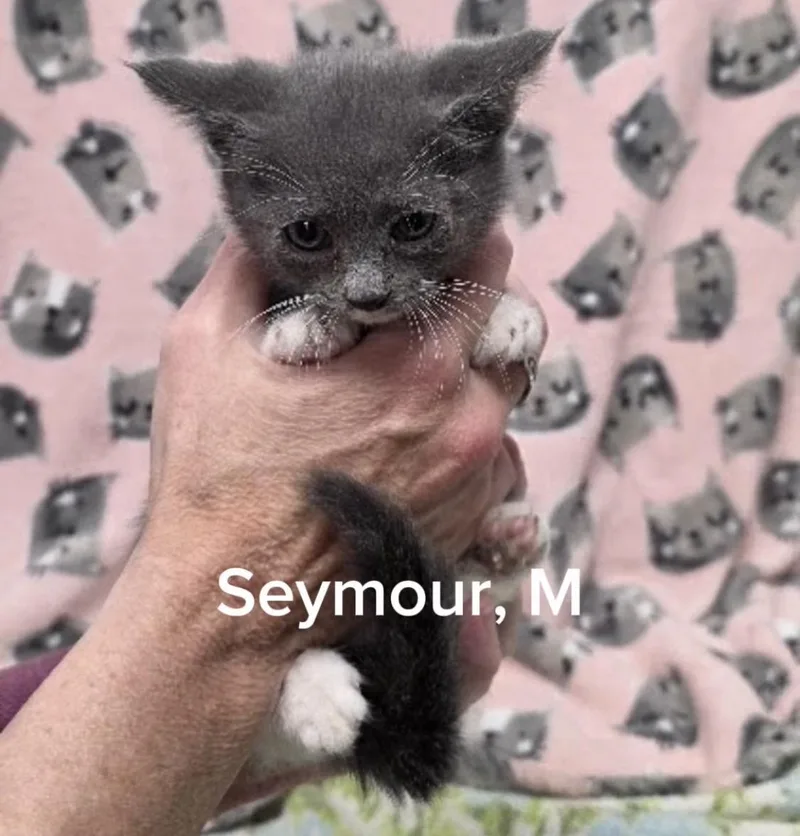 Seymour thumbnail 2