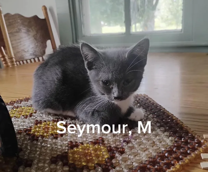 Seymour thumbnail 3