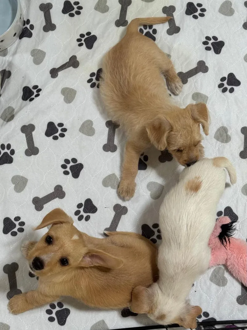 A baby small-sized female Yellow / Tan / Blond / Fawn Chihuahua dog named Honey for adoption in Los Angeles, CA