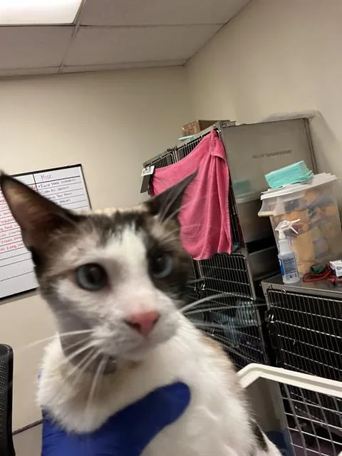 A young small-sized male Siamese cat named Ivy for adoption in Long Beach, CA