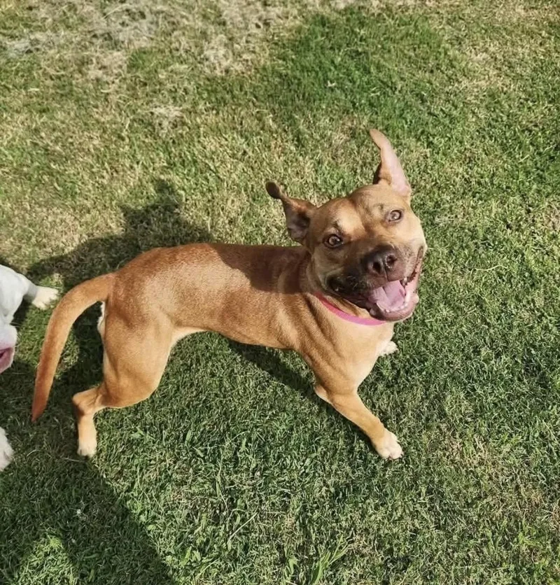 A young medium-sized female Pit Bull Terrier dog named Koda for adoption in Randleman, NC