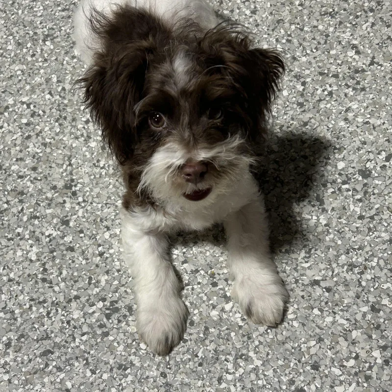 A baby small-sized male Brown / Chocolate Havanese dog named Jeff. Little guy.  for adoption in Antwerp, OH
