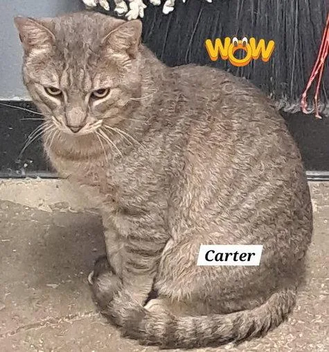 A young large-sized male Tabby cat named Carter for adoption in Greenville, DE