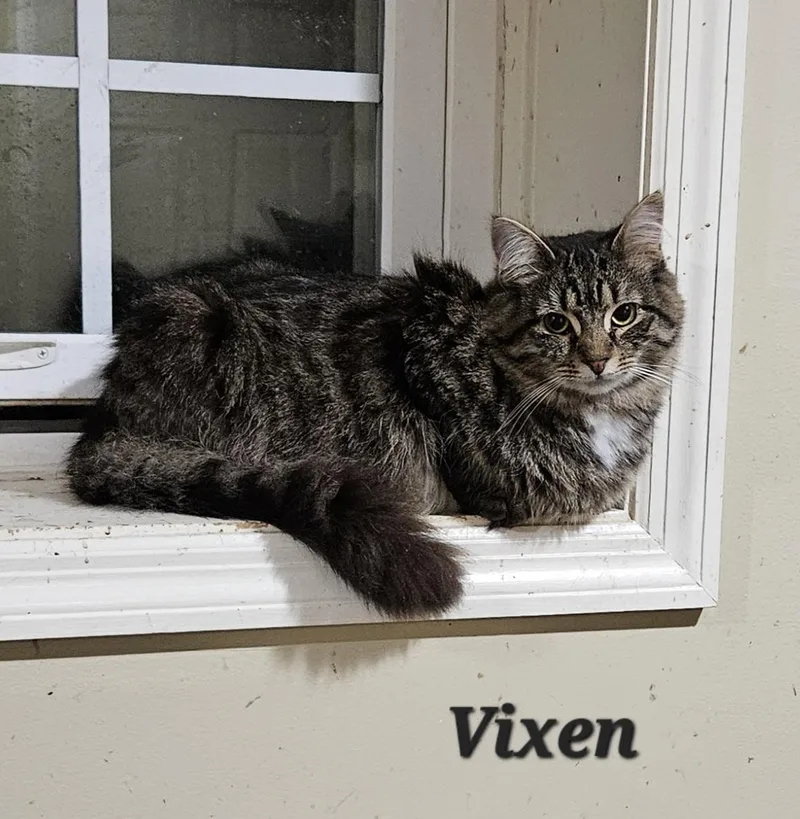 Vixen