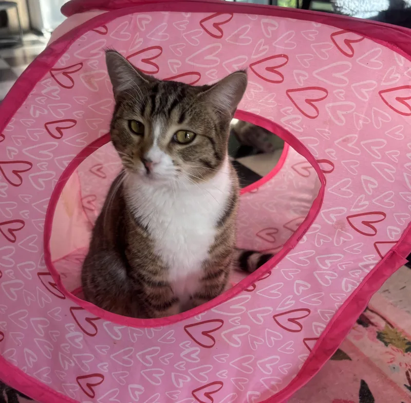 A young small-sized female Domestic Short Hair cat named Kira for adoption in Whittier, CA