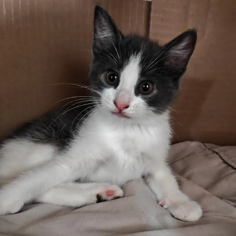 A baby small-sized female Gray / Blue / Silver Domestic Short Hair cat named Cristabel for adoption in Morgantown, WV