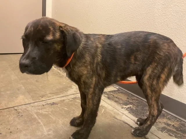 A baby medium-sized male Pit Bull Terrier dog named Finn for adoption in Ontario, CA