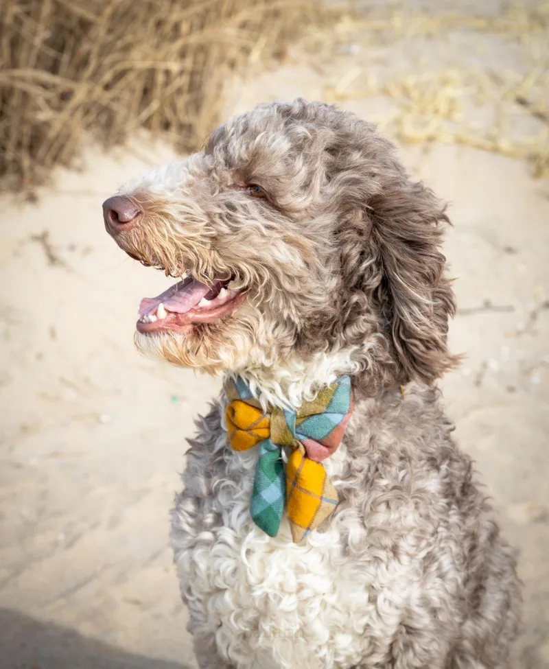 An adult medium-sized male Sable Aussiedoodle dog named Cory for adoption in New York, NY