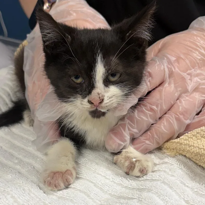 A baby small-sized female Black Domestic Short Hair cat named Gizzy for adoption in Newark, NJ